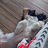 Teddy participe au concours pour gagner de l'argent avec cette photo : dog, puppy, fluffy, white_fur, black_fur, brown_fur, small_dog, lying_down, belly_up, sleeping, relaxed, playful, paws, long_hair, pet, indoor, wooden_floor, blanket, cozy, portrait