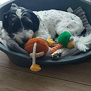 Teddy participe au concours pour gagner de l'argent avec cette photo : dog, pet_bed, blanket, plush_toy, sleeping, black_and_white, indoor, wooden_floor, window, cozy, resting, animal, domestic_animal, cute, fur, toy, relaxation, comfort, small_dog, nap