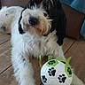 dog, dogs, puppy, black_and_white, shaggy, fluffy, sitting, indoor, home, couch, blanket, tile_floor, soccer_ball, toy, paw_print, pet, portrait, relaxed, cute, animal