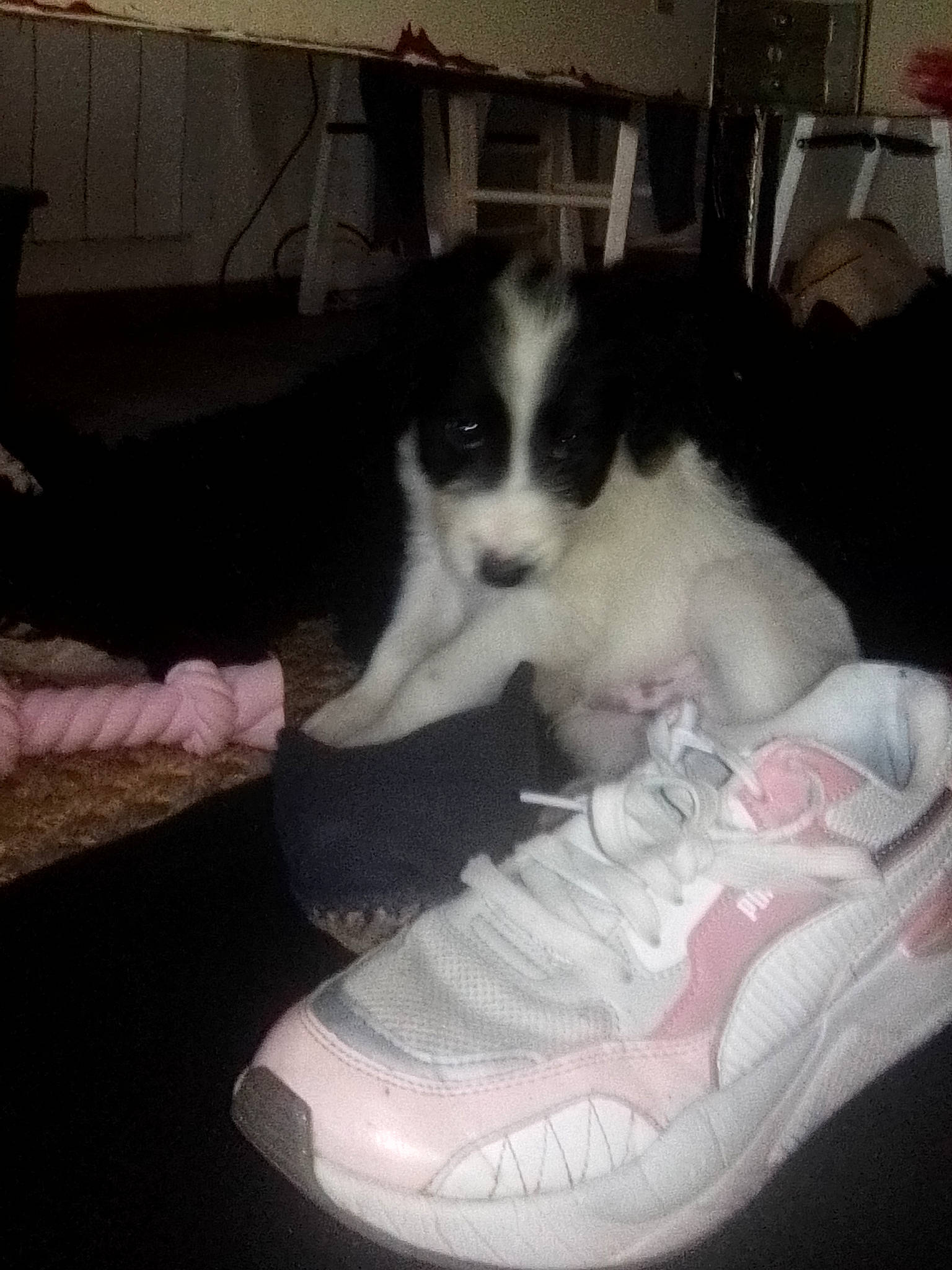 Teddy participe au concours pour gagner de l'argent avec cette photo : athletic_shoe, carmine, carnivore, comfort, companion_dog, dog, dog_breed, felidae, flooring, fur, human_leg, outdoor_shoe, shoe, small_to_medium_sized_cats, sneakers, sporting_group, sportswear, tail, walking_shoe, whiskers