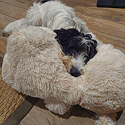 Teddy participe au concours pour gagner de l'argent avec cette photo : animal, black_and_white, carpet, cozy, cute, dog, ears, floor, fur, home, indoor, lying_down, nose, pet, plush, relaxed, snuggling, stuffed_toy, toy, wooden_floor
