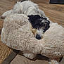 animal, black_and_white, carpet, cozy, cute, dog, ears, floor, fur, home, indoor, lying_down, nose, pet, plush, relaxed, snuggling, stuffed_toy, toy, wooden_floor