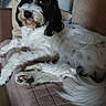 Teddy a rejoint le concours — aidez-le/la à gagner de superbes lots ! dog, pet, black_and_white, fluffy, long_hair, curly_hair, couch, sofa, indoor, living_room, relaxed, lying_down, sitting, paws, tail, nose, eyes, fur, portrait, home