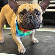 Fred joined the competition — help win amazing prizes! dog, french_bulldog, pet, animal, bandana, colorful, tie_dye, brown, black_nose, ears, fur, cute, close_up, standing, indoor, leash, portrait, canine, companion, looking