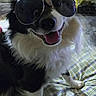 Domino is registered to the contest to win money with this photo: accessory, animal, bed, black_and_white, canine, cute, dog, domestic_animal, friendly, fur, fur_texture, happy, indoors, pet, plaid, playful, portrait, smiling, sunglasses, tongue_out