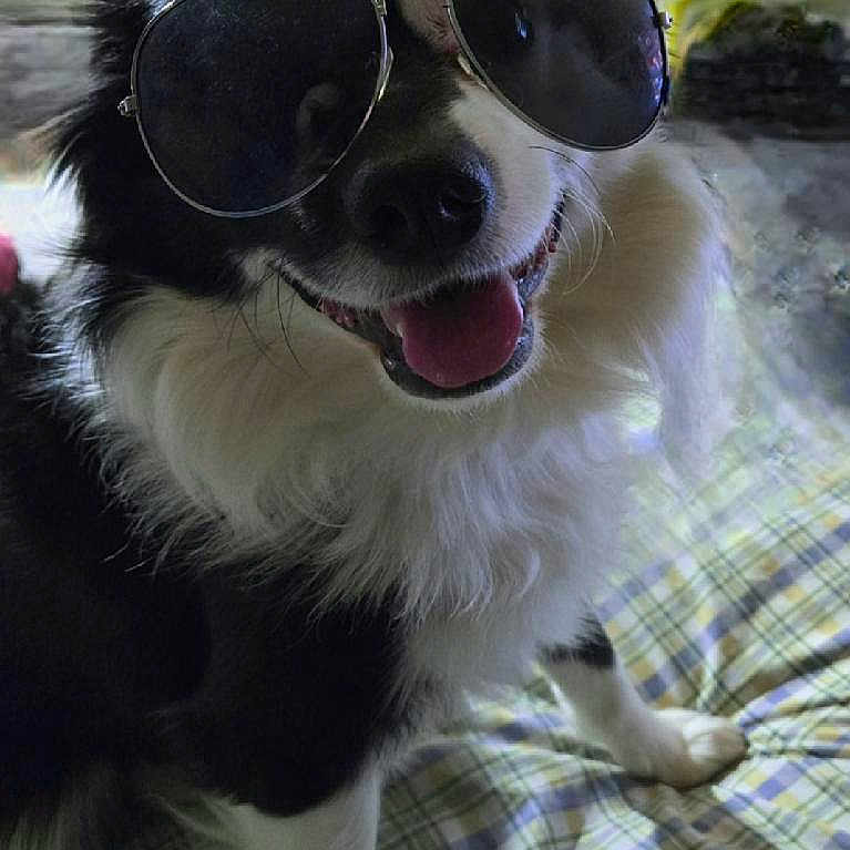 Domino