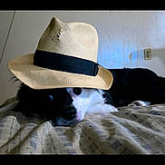 Domino is registered to the contest to win money with this photo: animal, bed, black_and_white, canine, cute, dog, domestic_animal, ears, face, fedora, fur, hat, indoor, lying_down, nose, pet, portrait, relaxed, resting, sleepy