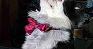 Domino is registered to the contest to win money with this photo: bed, black_fur, blanket, bow_tie, clothing_pile, collar, curtain, dog, eyes, indoor, long_fur, looking_up, nightstand, nose, pet_portrait, red_bow, small_dog, storage_bin, whiskers, white_fur