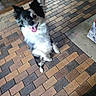 Domino joined the competition — help win amazing prizes! animal, bench, black_and_white, brick, canine, dog, ears_up, excited, footwear, happy, leash, outdoor, pavement, paw, person, pet, playful, sidewalk, standing, tongue_out