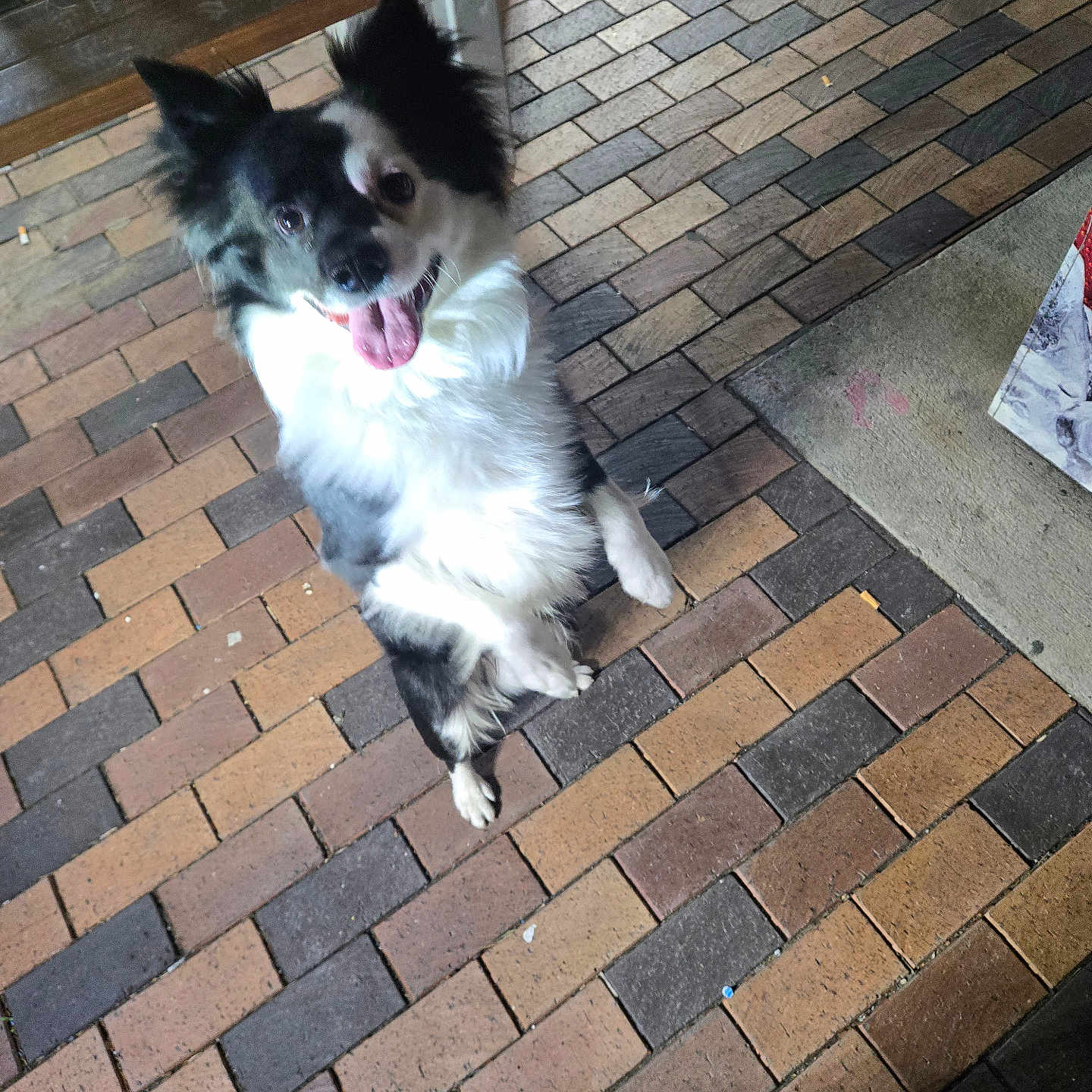 Domino