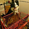 Domino joined the competition — help win amazing prizes! appliance, black_and_white, cabinet, chain, countertop, dog, fence, floor, happy, home, indoor, kitchen, leash, pet, plastic_bag, shopping_cart, sink, smiling, stove, tongue_out