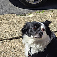 Domino joined the competition — help win amazing prizes! alert, animal, black_and_white, canine, car, closeup, companion, concrete, daytime, dog, domestic_animal, fur, leash, outdoor, pet, portrait, quiet, sidewalk, sunlight, tire