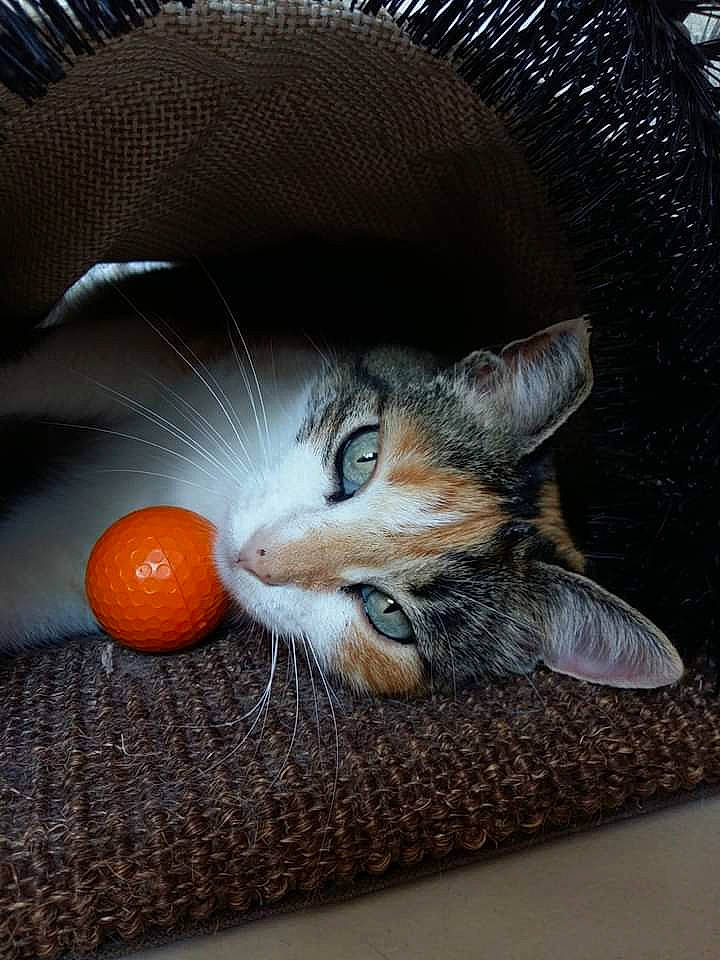 Hollie participe au concours pour gagner de l'argent avec cette photo : bitter_orange, calamondin, carnivore, cat, citrus, clementine, felidae, food, fruit, grapefruit, mandarin_orange, meyer_lemon, orange, rangpur, small_to_medium_sized_cats, tangelo, tangerine, valencia_orange, whiskers, wood