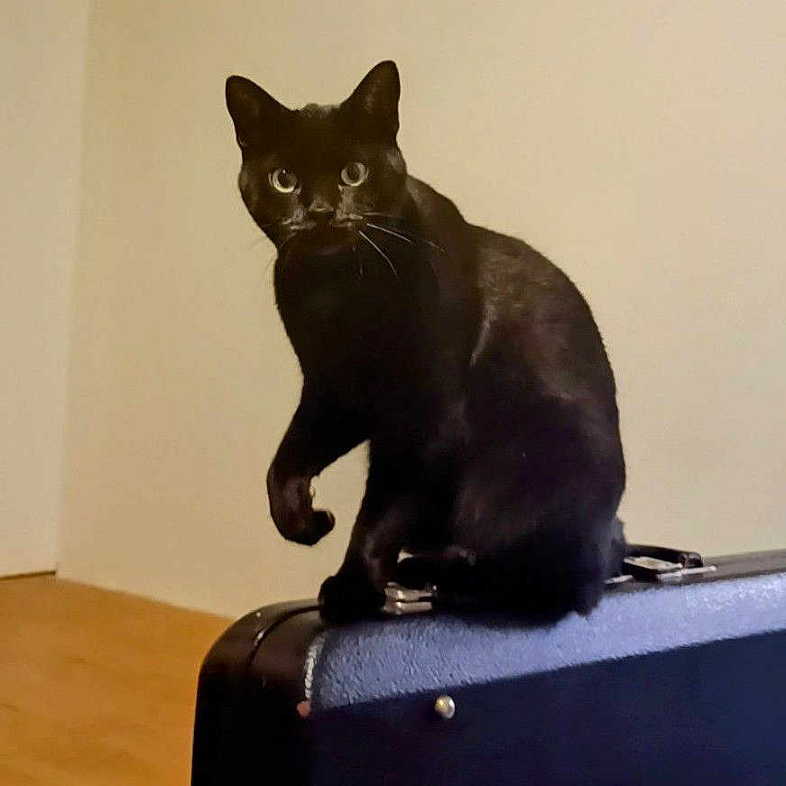 Lulu participe au concours pour gagner de l'argent avec cette photo : animal, baggage, blackcat, cat, egyptiancat, kitten, manx, pet, suitcase
