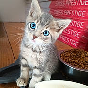Boston participe au concours pour gagner de l'argent avec cette photo : kitten, cat, blue_eyes, gray_fur, white_fur, striped_fur, whiskers, pointed_ears, cute, adorable, sitting, portrait, pet, animal, cat_food, food_bowl, kibble, indoors, wooden_floor, closeup