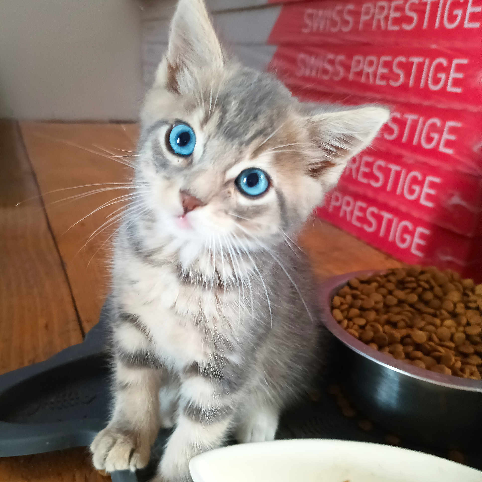 Boston participe au concours pour gagner de l'argent avec cette photo : kitten, cat, blue_eyes, gray_fur, white_fur, striped_fur, whiskers, pointed_ears, cute, adorable, sitting, portrait, pet, animal, cat_food, food_bowl, kibble, indoors, wooden_floor, closeup