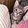 Kitty