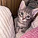 Kitty