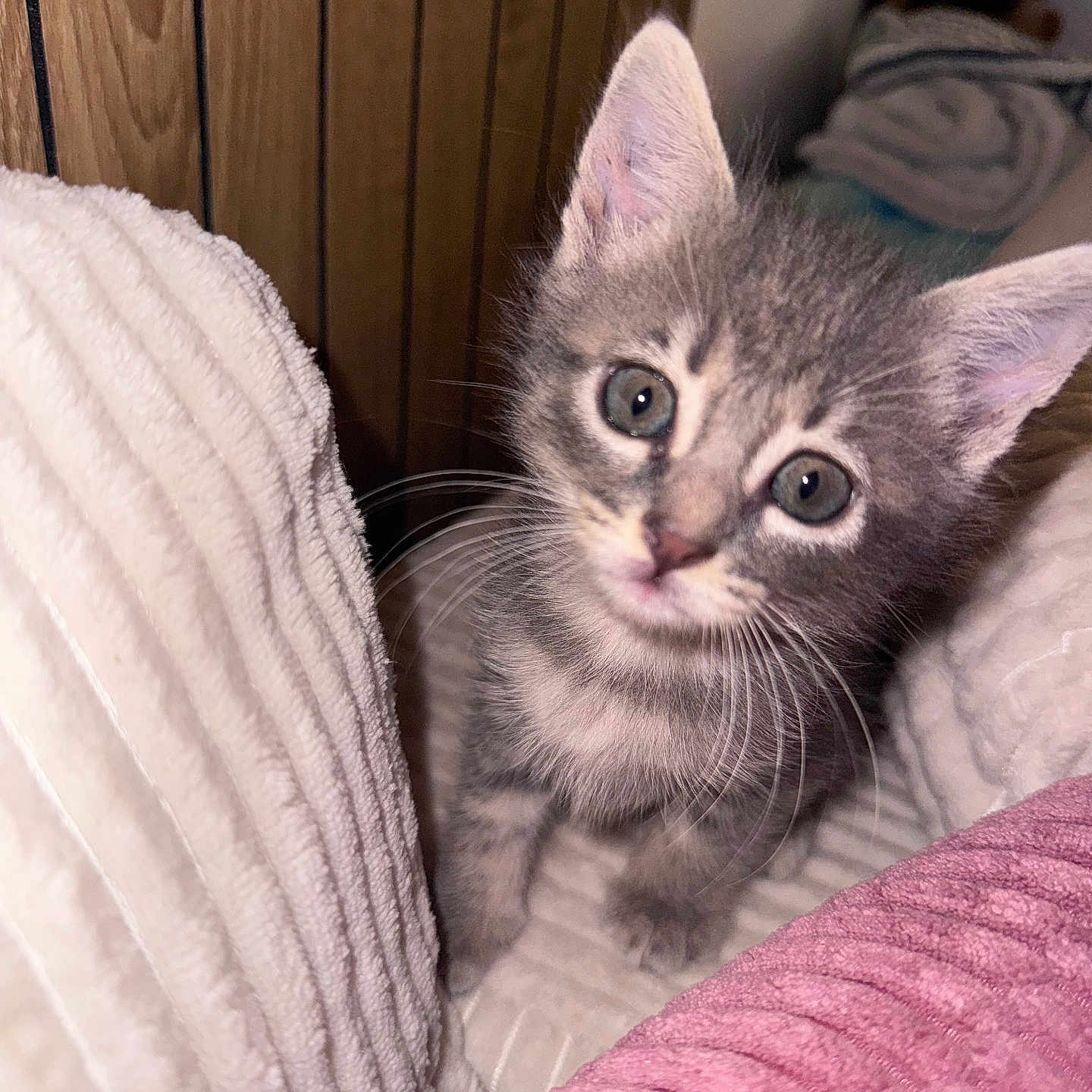 Kitty a rejoint le concours — aidez-le/la à gagner de superbes lots ! kitten, cat, gray_tabby, pet, animal, cute, whiskers, ears, fur, indoor, blanket, texture, cozy, closeup, curious, young, small, looking, cute_pet, soft_lighting