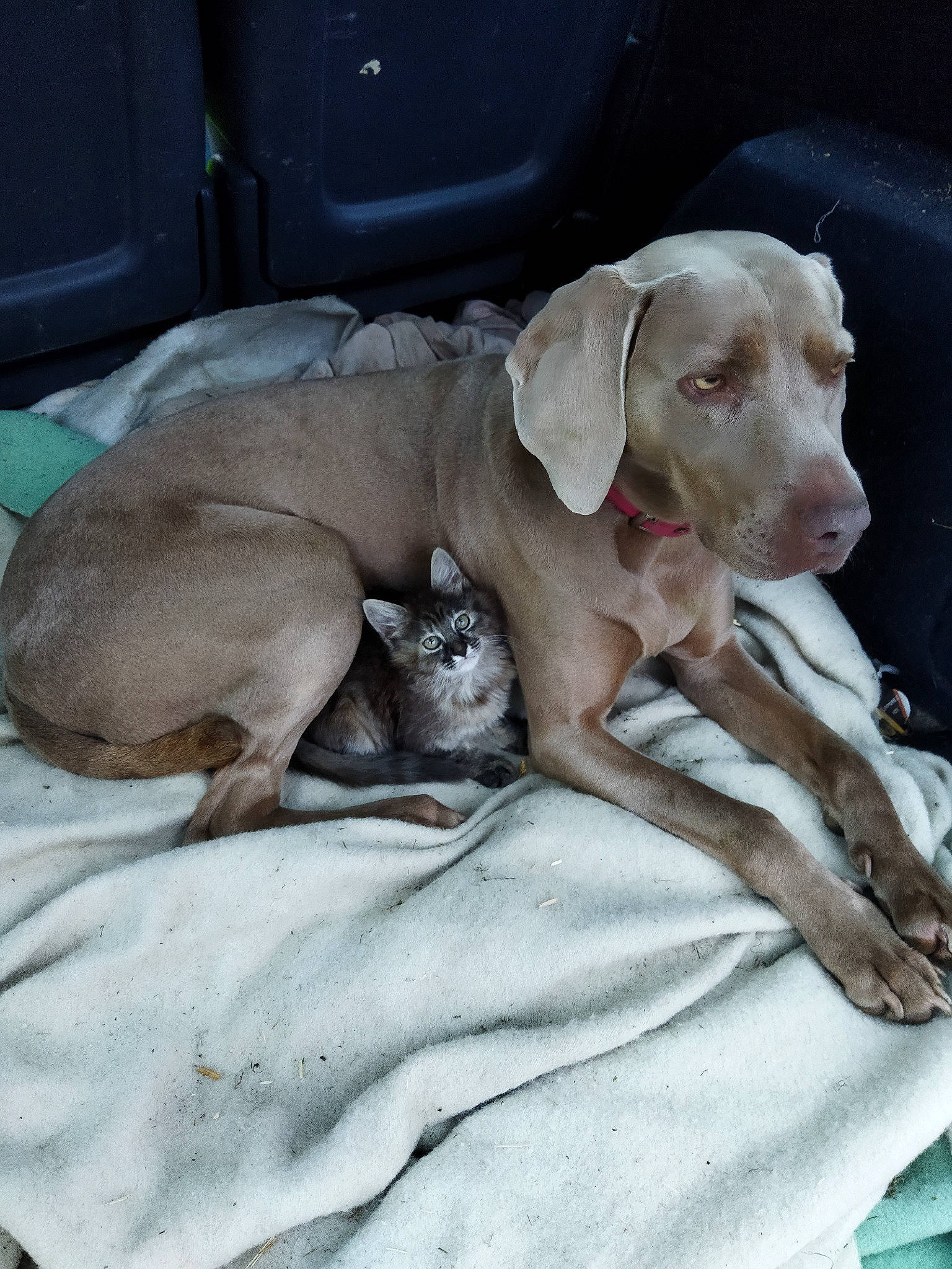 Iron participe au concours pour gagner de l'argent avec cette photo : canidae, carnivore, comfort, companion_dog, dog, dog_breed, dog_collar, dog_supply, fawn, gun_dog, liver, non_sporting_group, paw, pet_supply, puppy, snout, sporting_group, whiskers, wood, working_animal