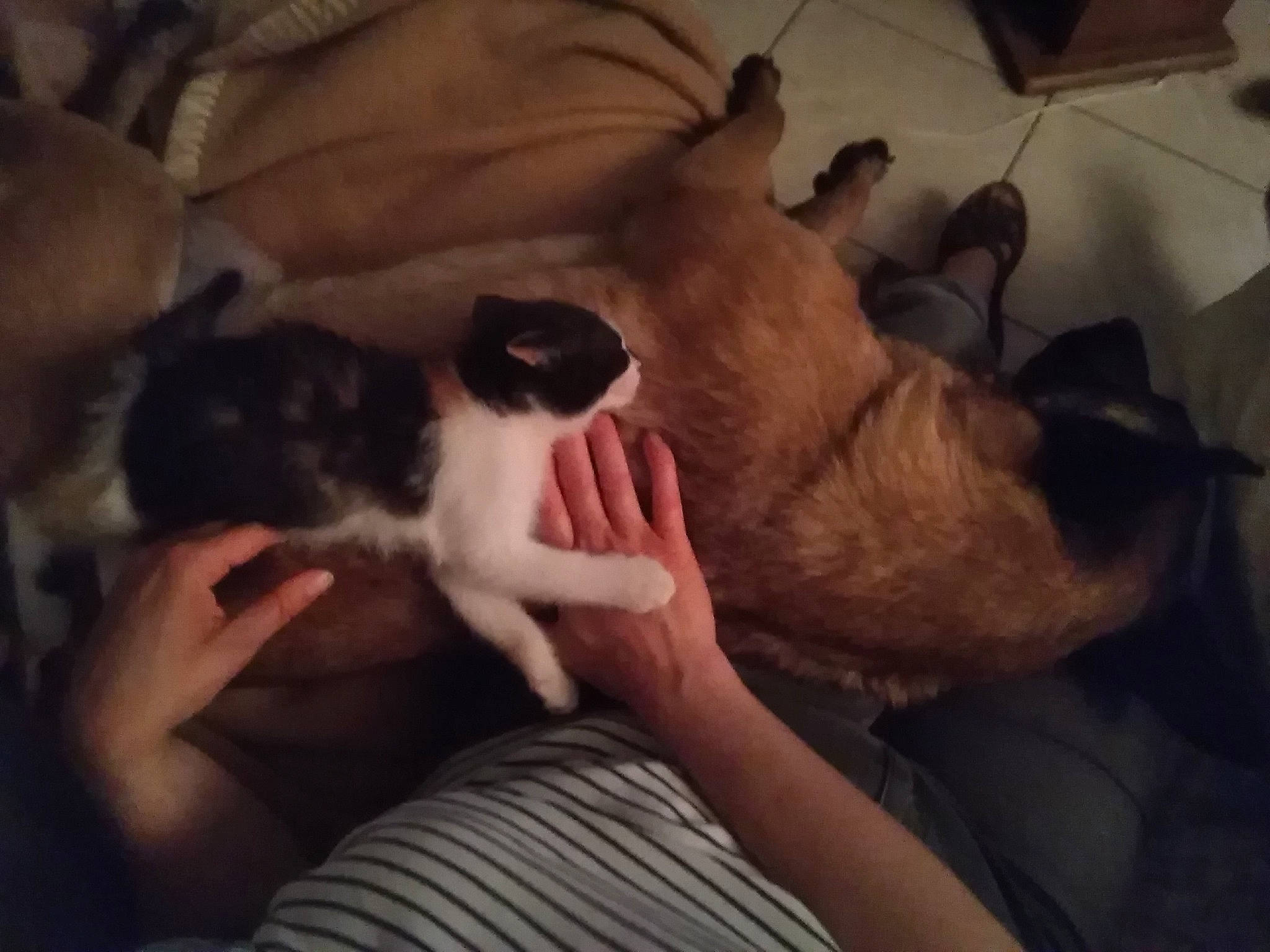 Ralette participe au concours pour gagner de l'argent avec cette photo : boston_terrier, canidae, carnivore, cat, companion_dog, dog, dog_breed, fawn, felidae, non_sporting_group, puppy, puppy_love, whiskers