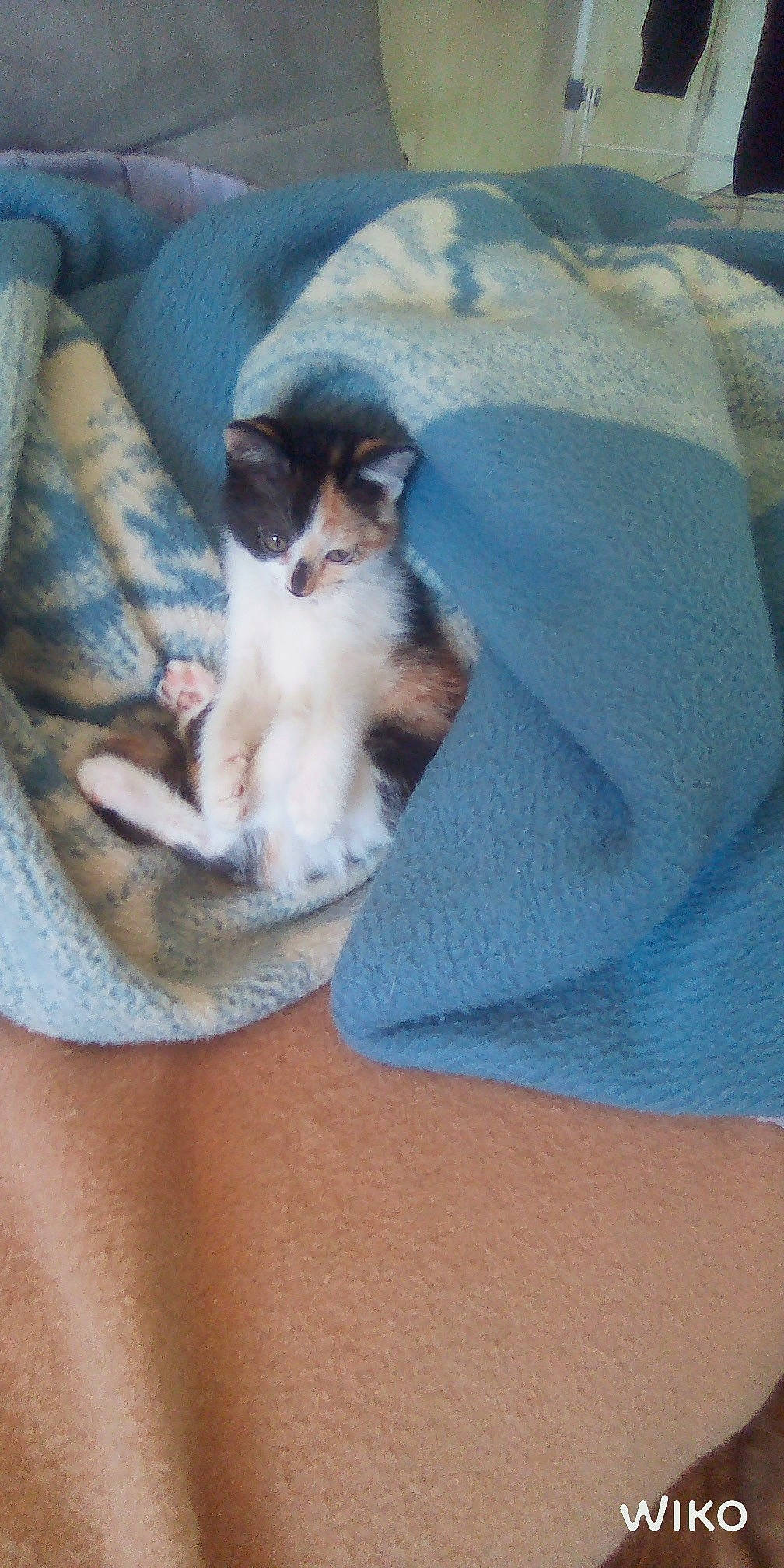 Ralette participe au concours pour gagner de l'argent avec cette photo : canidae, carnivore, dog, dog_breed, fawn, mammal, puppy