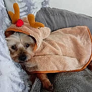Love is registered to the contest to win money with this photo: antlers, blanket, brown, costume, couch, cozy, cute, dog, fabric, furry, grey, holiday, hood, indoor, pet, resting, small_dog, snug, warm, white