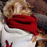 Love joined the competition — help win amazing prizes! animal, blanket, brown, comfort, couch, cozy, cute, dog, fur, fur_texture, indoors, knitted, pet, red_scarf, relaxed, resting, sleeping, small_dog, sweater, warm