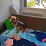 dog, small_dog, couch, blanket, indoor, window, green_bag, daylight, fur, pet, animal, looking, sitting, collar, home, furniture, light, outside_view, trees, car