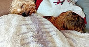 Love a rejoint le concours — aidez-le/la à gagner de superbes lots ! blanket, brown_fur, comfort, couch, cozy, cute, dog, fur, furry, home, indoor, knit_sweater, nap, pet, relaxation, resting, sleeping, small_dog, warm, white_blanket