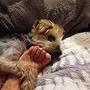 Love a rejoint le concours — aidez-le/la à gagner de superbes lots ! animal, bed, blanket, closeup, collar, comfort, cozy, cute, dog, domestic, foot, friendship, fur, human, indoor, paw, pet, relaxing, resting, snuggle