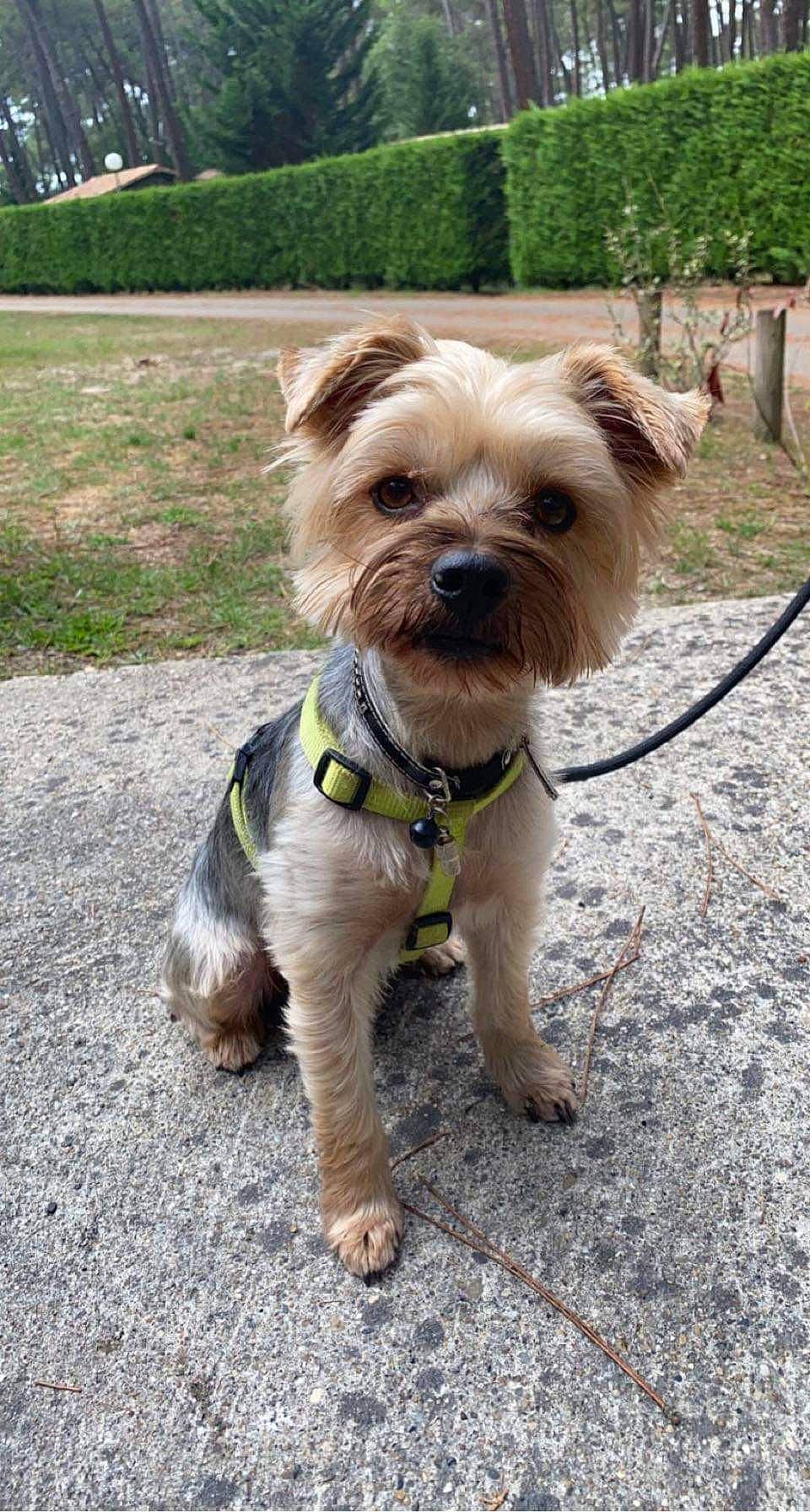 Love participe au concours pour gagner de l'argent avec cette photo : canidae, carnivore, collar, companion_dog, dog, dog_breed, dog_clothes, dog_collar, dog_supply, fashion_accessory, fawn, leash, liver, pet_supply, plant, small_terrier, snout, sporting_group, toy_dog, working_animal