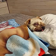 Love a rejoint le concours — aidez-le/la à gagner de superbes lots ! animal, bed, blanket, comfort, cozy, cute, dog, fur, home, indoor, nap, pet, pillow, relaxing, resting, sleeping, small_dog, soft, tongue_out, wooden_wall