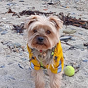 Love a rejoint le concours — aidez-le/la à gagner de superbes lots ! animal, beach, closeup, collar, curious, cute, daylight, dog, fur, nature, outdoor, pet, playful, rocks, sand, seaweed, small_dog, standing, tennis_ball, yellow_jacket