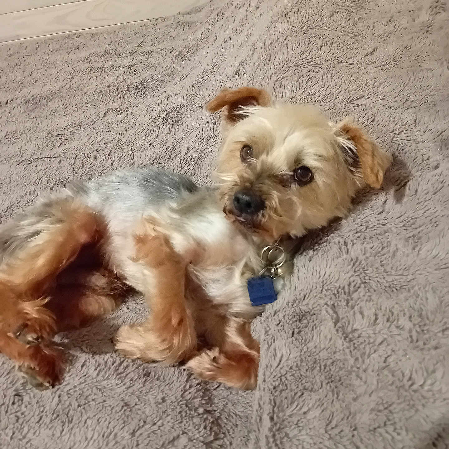 Love participe au concours pour gagner de l'argent avec cette photo : animal, blanket, brown_fur, collar, companion, cozy, curious, cute, dog, ears, fluffy, fur, indoors, lying_down, pet, relaxed, resting, small_dog, tag, white_fur