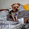 Love participe au concours pour gagner de l'argent avec cette photo : animal, bed, blanket, brown, collar, companion, cozy, curious, cute, dog, domestic, fur, gray, indoor, pet, pillow, small_dog, soft_texture, tag, white