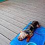 Love participe au concours pour gagner de l'argent avec cette photo : animal, blue_mat, casual, dog, floor, harness, leash, lying_down, outdoor, paws, person, pet, relaxing, resting, small_dog, sneakers, summer, water_bowl, wood_planks, wooden_deck