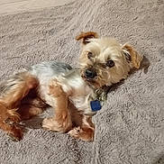 Love participe au concours pour gagner de l'argent avec cette photo : animal, beige, collar, companion, cozy, cute, dog, fluffy_blanket, fur, gray_fur, indoor, looking_up, lying_down, paw, pet, relaxed, resting, small_dog, tags, tan_fur