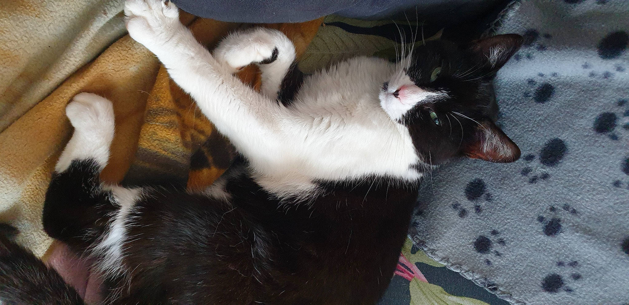 Tinou participe au concours pour gagner de l'argent avec cette photo : canidae, carnivore, cat, claw, comfort, dog_breed, domestic_short_haired_cat, felidae, fur, nap, paw, small_to_medium_sized_cats, snout, sporting_group, tail, terrestrial_animal, whiskers