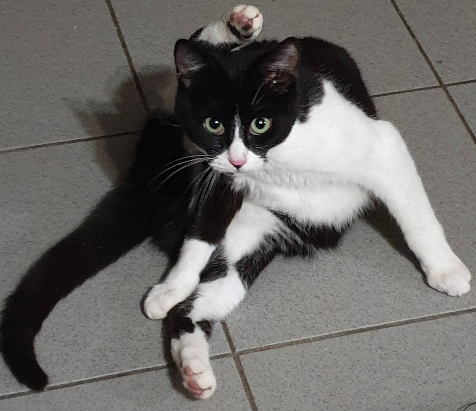 Tinou participe au concours pour gagner de l'argent avec cette photo : carnivore, cat, claw, domestic_short_haired_cat, eye, felidae, flooring, foot, fur, head, human_leg, monochrome_photography, paw, sitting, small_to_medium_sized_cats, snout, tail, thigh, whiskers