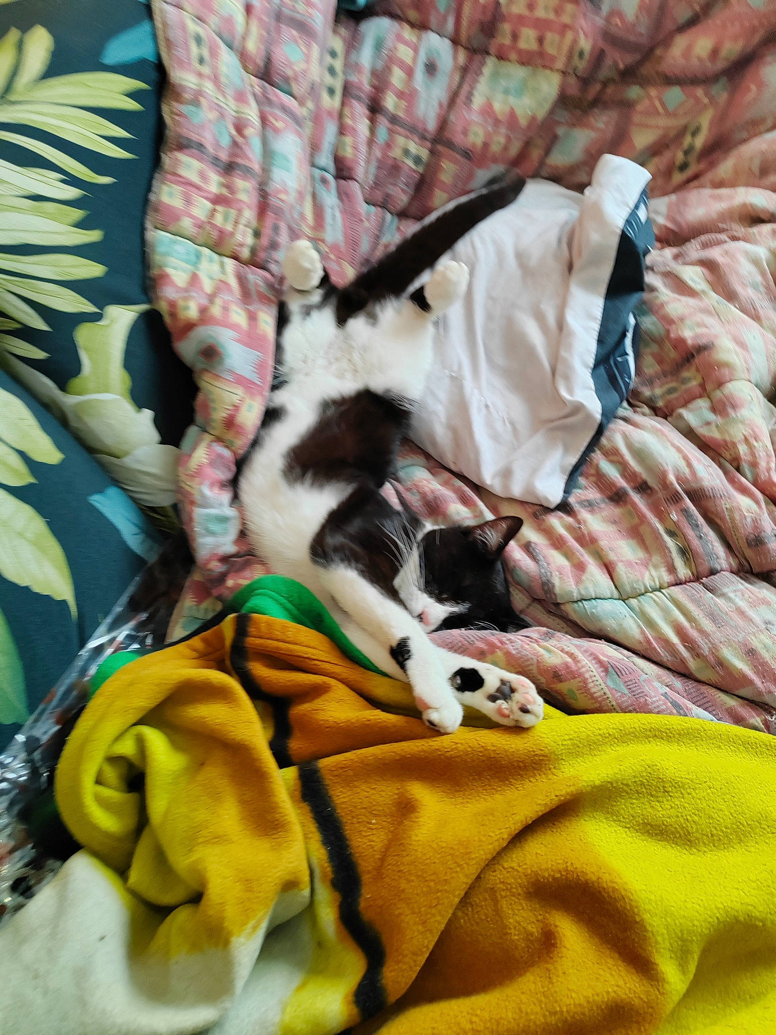 Tinou a rejoint le concours — aidez-le/la à gagner de superbes lots ! bedding, canidae, carnivore, cat, comfort, companion_dog, dog_breed, domestic_short_haired_cat, fawn, felidae, fur, linens, mammal, nap, room, small_to_medium_sized_cats, tail, textile, vertebrate, whiskers