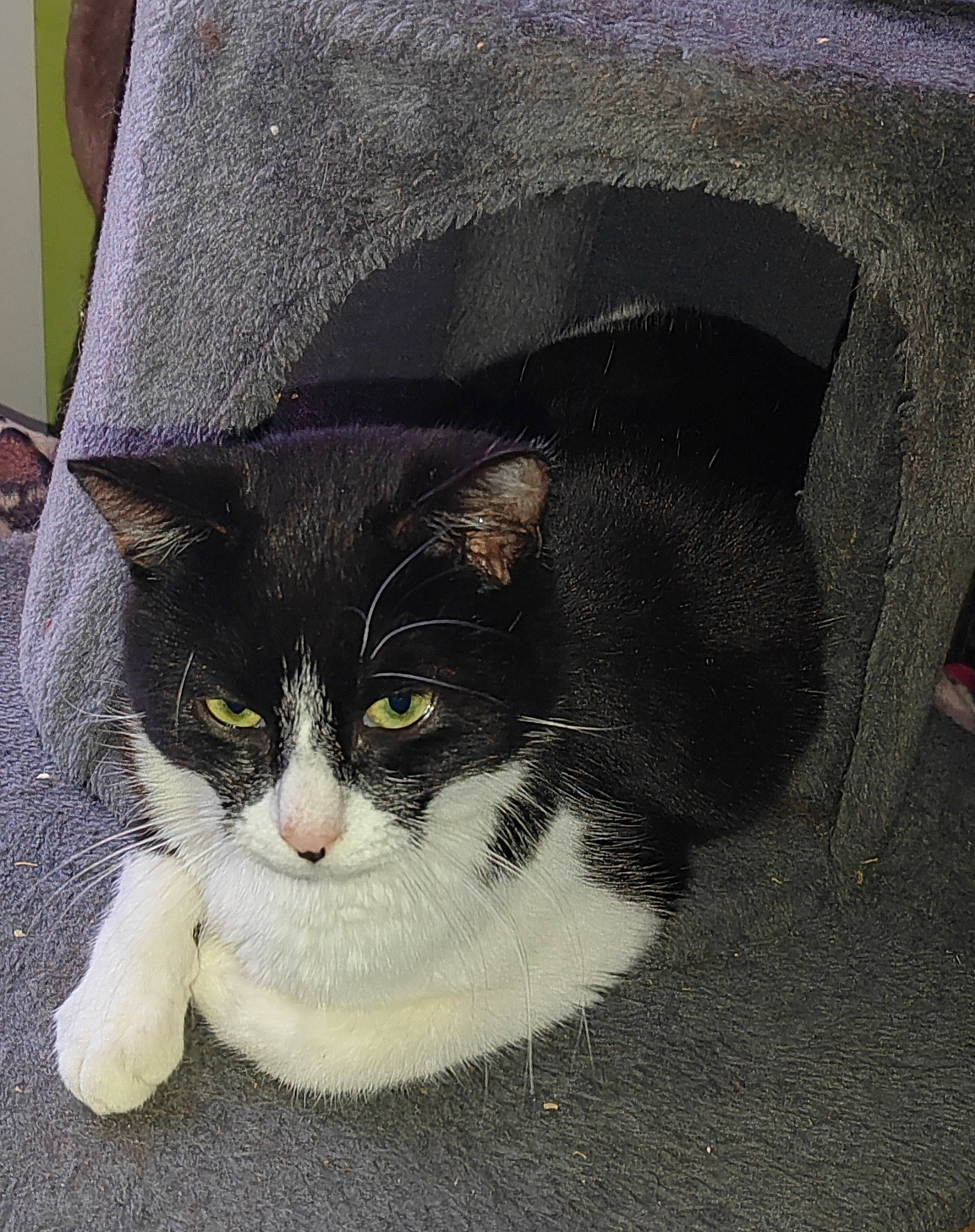 Tinou a rejoint le concours — aidez-le/la à gagner de superbes lots ! carnivore, cat, domestic_short_haired_cat, eye, felidae, fur, grey, paw, sleeve, small_to_medium_sized_cats, snout, tail, whiskers, window