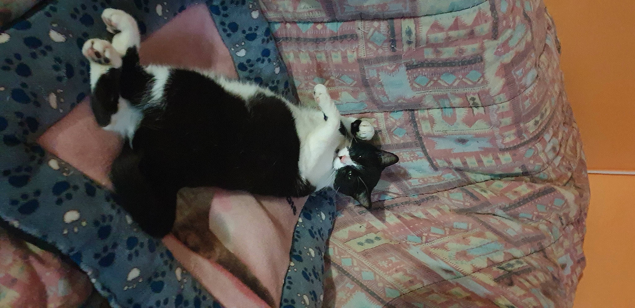 Tinou participe au concours pour gagner de l'argent avec cette photo : canidae, carnivore, cat, claw, comfort, companion_dog, dog_breed, domestic_short_haired_cat, felidae, fur, linens, pattern, small_to_medium_sized_cats, tail, terrestrial_animal, tree, whiskers