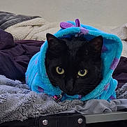 Banther is registered to the contest to win money with this photo: cat, black_cat, pet, animal, bed, blanket, blue_blanket, indoor, window, furniture, cozy, resting, curious, yellow_eyes, hooded_blanket, soft_texture, domestic, cute, fur, relaxed