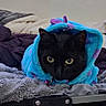 cat, black_cat, pet, animal, bed, blanket, blue_blanket, indoor, window, furniture, cozy, resting, curious, yellow_eyes, hooded_blanket, soft_texture, domestic, cute, fur, relaxed