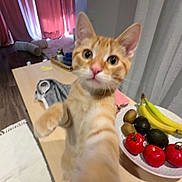 Cane joined the competition — help win amazing prizes! cat, orange_tabby, paw, table, fruit, banana, avocado, kiwi, tomato, curious, indoor, living_room, curtain, red_curtain, wood_floor, plate, blurred_motion, pet, feline, house