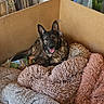 Mya a rejoint le concours — aidez-le/la à gagner de superbes lots ! dog, pet, animal, pointy_ears, open_mouth, tongue_out, happy, lying_down, blankets, fluffy, cardboard_box, indoor, home, living_room, window, plants, chair, cozy, portrait, relaxed