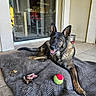 Mya a rejoint le concours — aidez-le/la à gagner de superbes lots ! dog, german_shepherd, pointy_ears, lying_down, outdoor, patio, blanket, tennis_ball, chew_toy, dog_bone, happy, open_mouth, portrait, pet, black_and_brown, large_dog, glass_door, house, reflection, natural_light