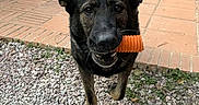 Mya participe au concours pour gagner de l'argent avec cette photo : dog, black_dog, pet, canine, chew_toy, orange_toy, outdoor, backyard, patio, gravel, plants, greenery, standing, running, playful, happy, open_mouth, pointed_ears, animal_portrait, action_shot