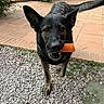 dog, black_dog, pet, canine, chew_toy, orange_toy, outdoor, backyard, patio, gravel, plants, greenery, standing, running, playful, happy, open_mouth, pointed_ears, animal_portrait, action_shot